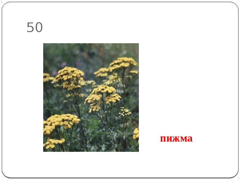 Пижма для чего. Полынь и пижма. полынь и пижма разница. вышивка пижма. пижма рисунок.