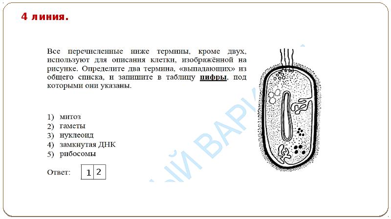 Все перечисленные ниже признаки кроме трех используются для описания изображенной на рисунке клетки