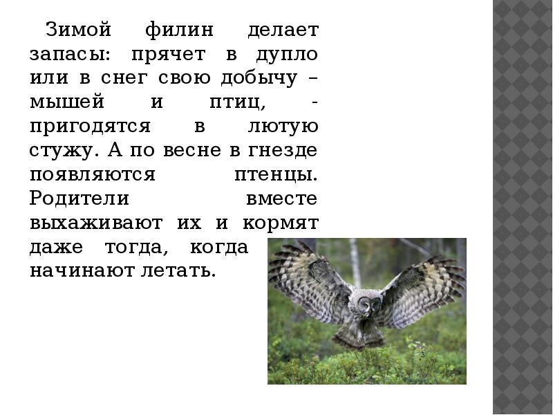Что делает филин. Бианки в. Сова виды и названия. Что делает сова днем. Что делает филин.