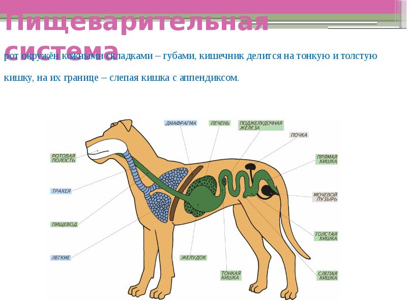 Картинки внутреннее строение млекопитающих