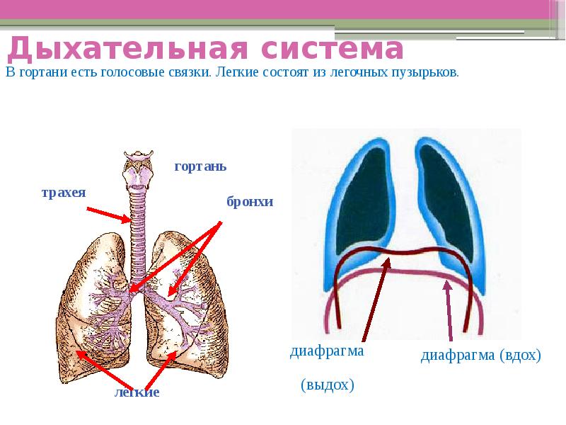 Млекопитающие какое дыхание