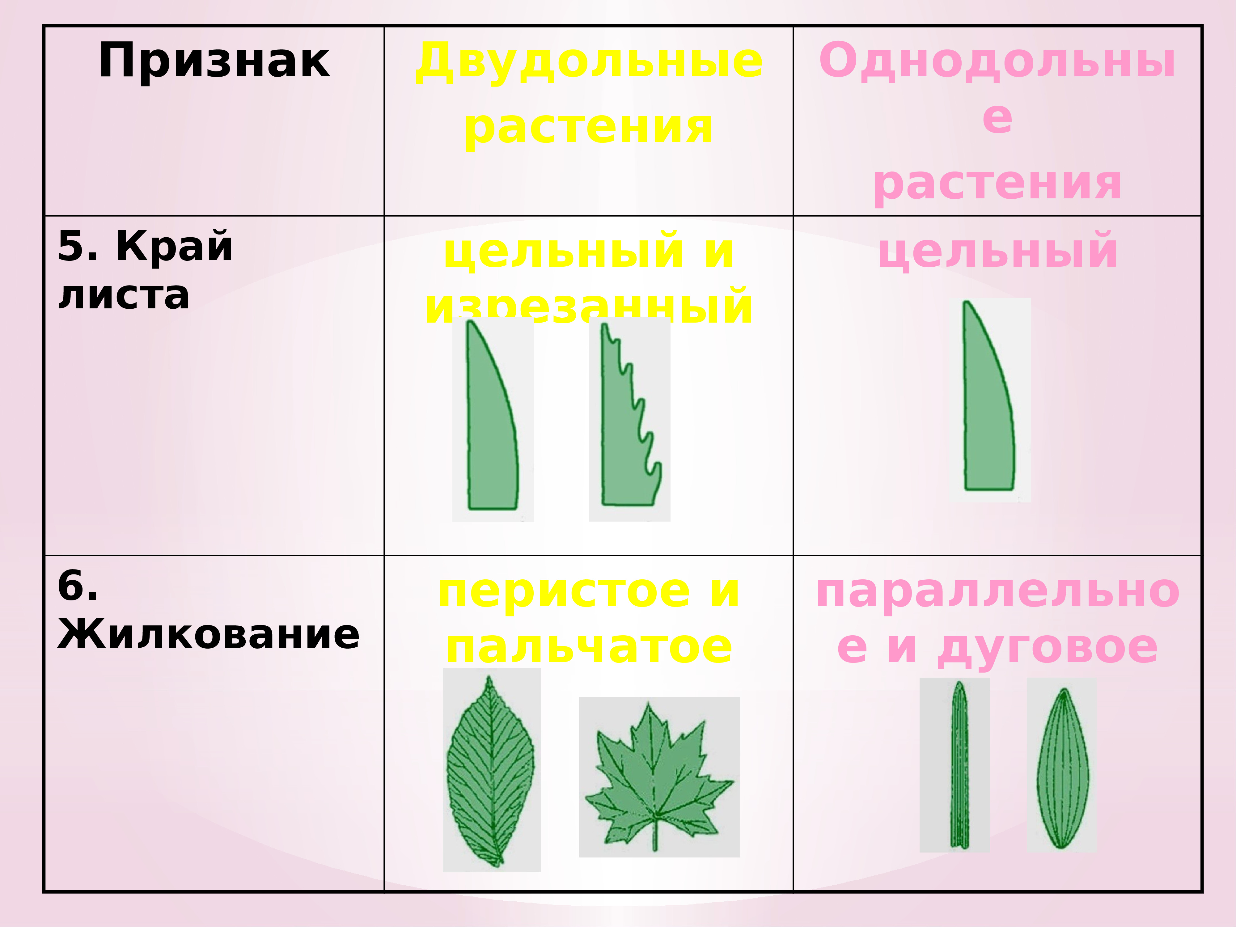 Хвойные однодольные или двудольные. Однодольные листья. Однодольные растения примеры. Листья однодольных и двудольных растений. Рисунок однодольного растения.