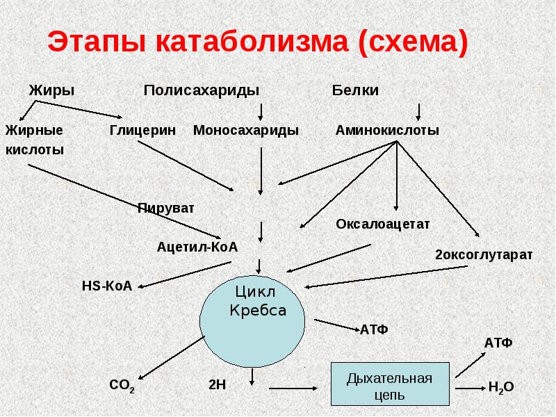 Схема катаболизма глюкозы