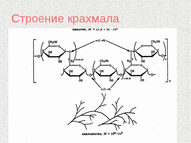 Какой цифрой на рисунке обозначена схема строения крахмала