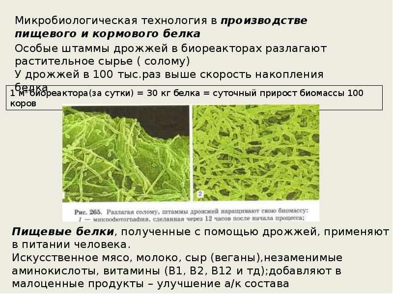 Микробиологическая технология презентация