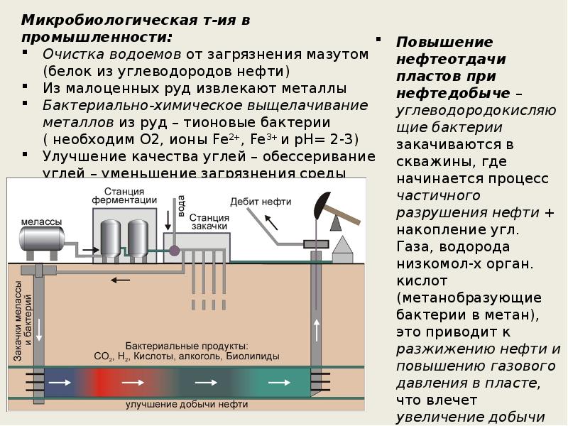 Микробиологическая технология презентация