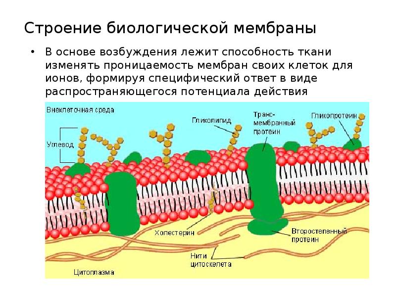 Схема строения биологической мембраны - 80 фото