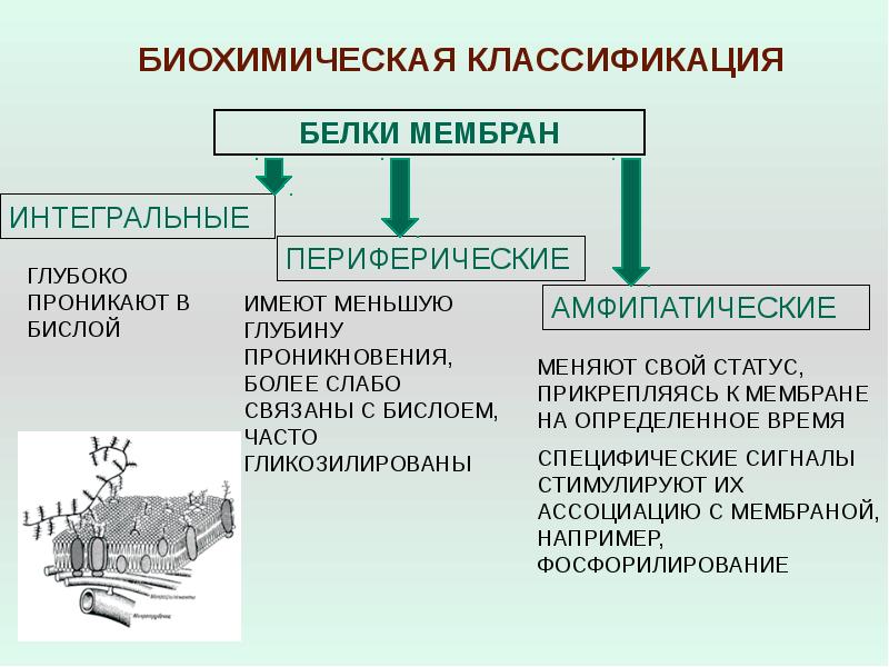 Интегральный белок. Классификация мембранных белков. Функциональная классификация мембранных белков. Мембранные белки вирусов. Методы исследования мембран.