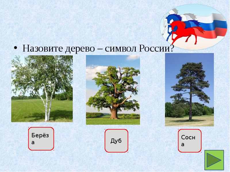 Какие деревья являются символом. Дерево симвовол России. Какое дерево символ России. Какое дерево является символом России. Береза символ России.
