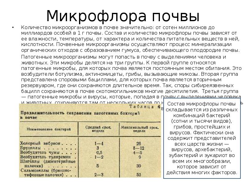 Микрофлора почвы микробиология презентация