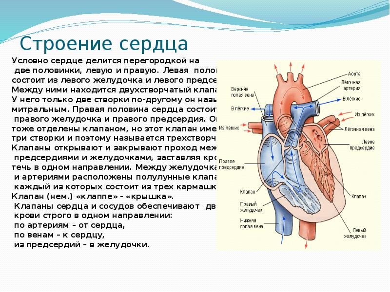 Тест строение сердца