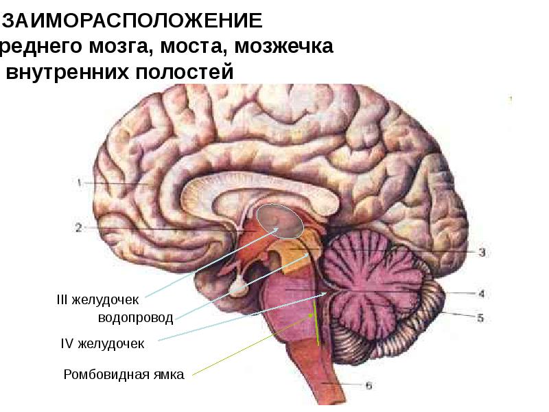 каудальное распространение