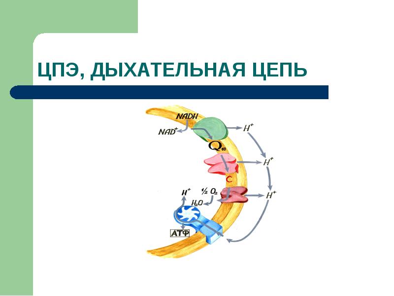 Окислительное фосфорилирование презентация