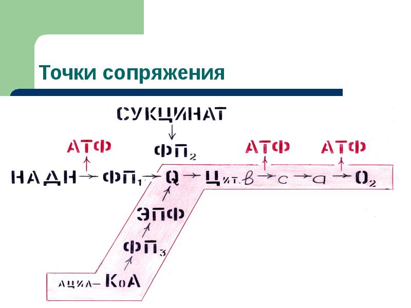 Окислительное фосфорилирование презентация