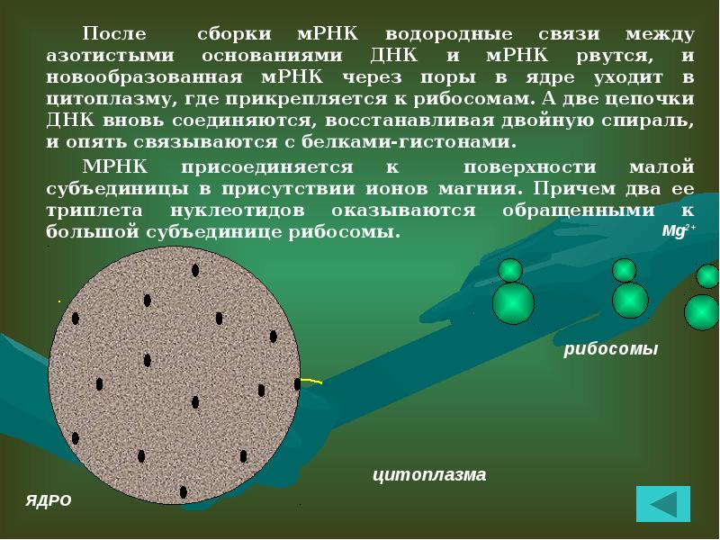 Водородные связи между днк. Информационная РНК покидает ядро через ядерную пору. Через поры ядра поступают.