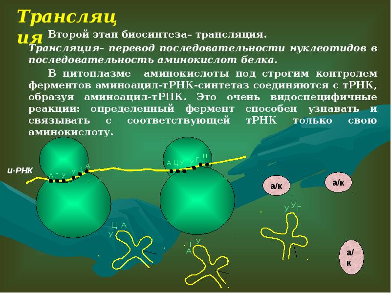 Биосинтез белка презентация 10 класс профильный уровень