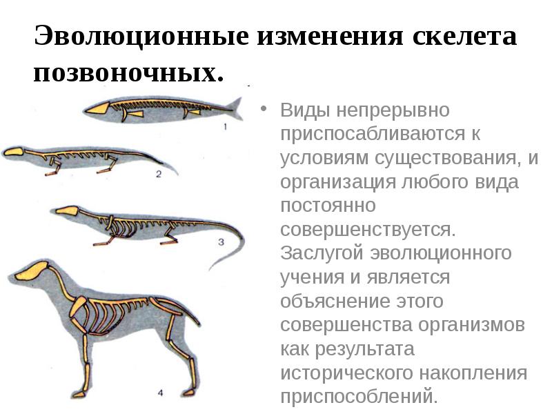 Эволюция скелета