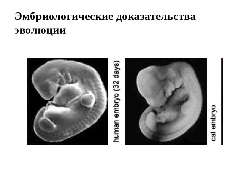 Эмбриологические доказательства эволюции. Эмбриологические доказательства антропогенеза. Эмбриорологические доква эволюции. Эмбриологические доказательства эволюции примеры.