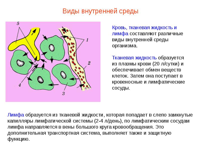 Презентация кровь пименов