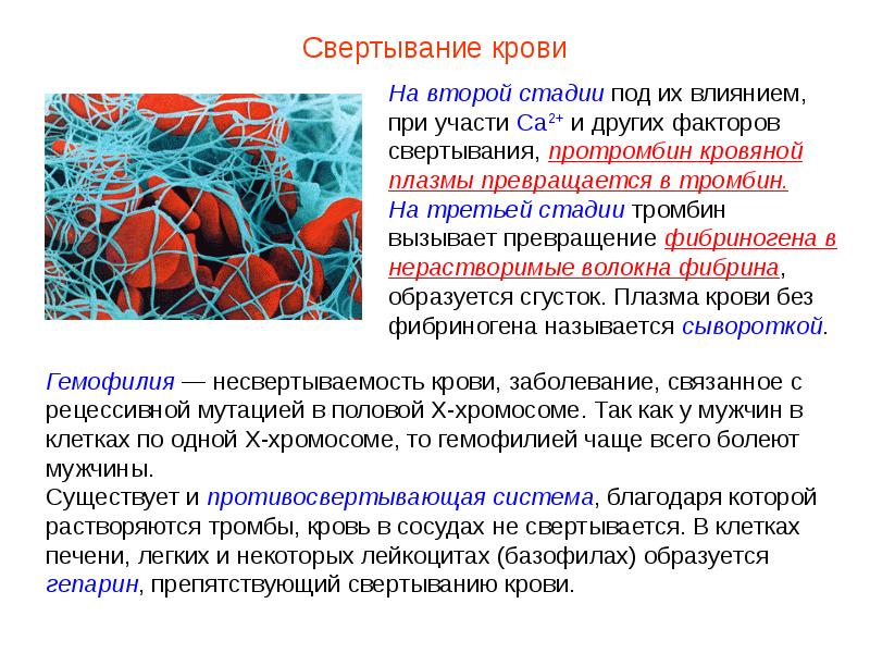 Презентация кровь пименов