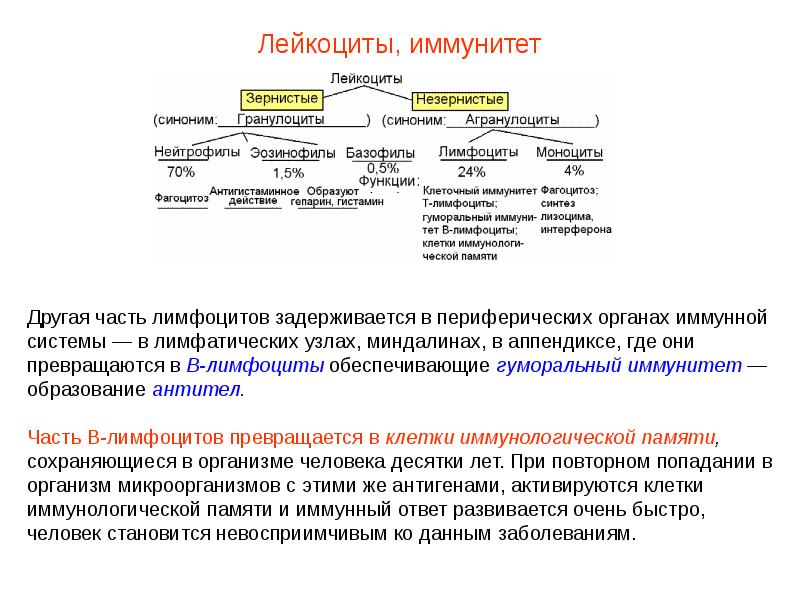 Презентация кровь пименов