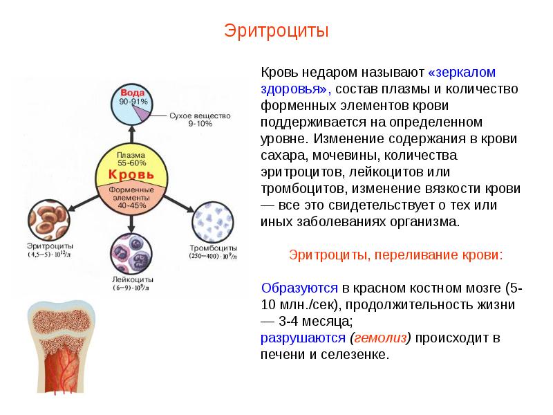 Презентация кровь пименов