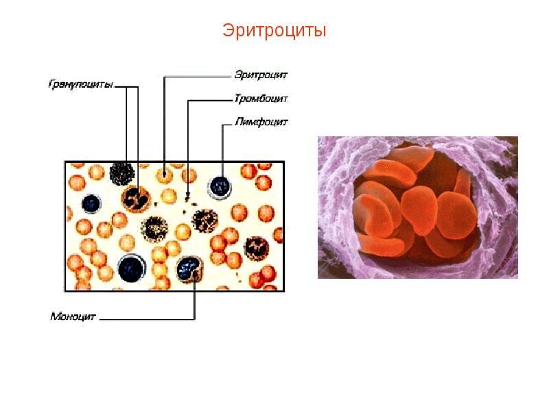 Презентация кровь пименов