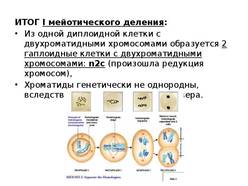 Схема для митотического деления диплоидной клетки