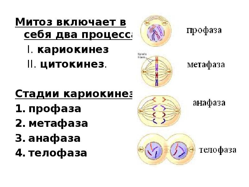 Спирализация хромосом это. Митоз интерфаза таблица. Интерфаза профаза метафаза анафаза. Интерфаза профаза метафаза анафаза телофаза цитокинез. Интерфаза митоза.