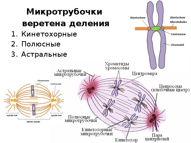 Аппарат деления клетки. Кинетохорные микротрубочки. Структуры веретена деления эукариотической клетки. Виды микротрубочек веретена деления. Микротрубочки веретена деления.