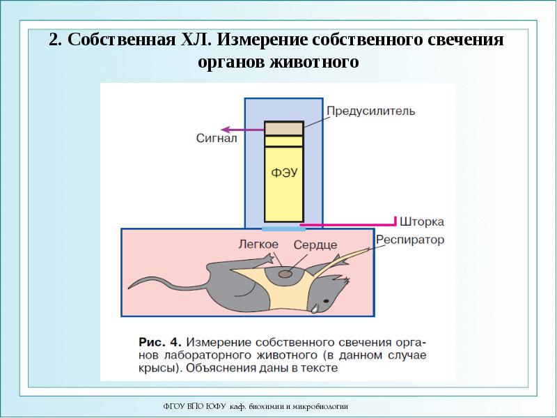 2. Собственная ХЛ. Измерение собственного свечения органов животного