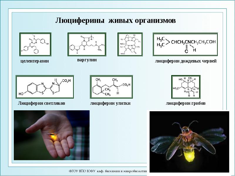 Люциферины живых организмов