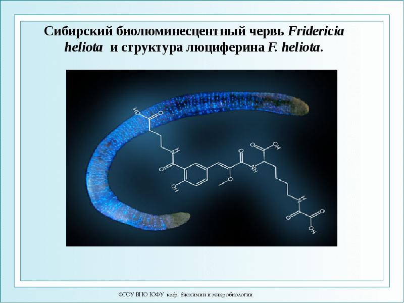 Сибирский биолюминесцентный червь&nbsp;Fridericia heliota и&nbsp;структура люциферина&nbsp;F. heliota.