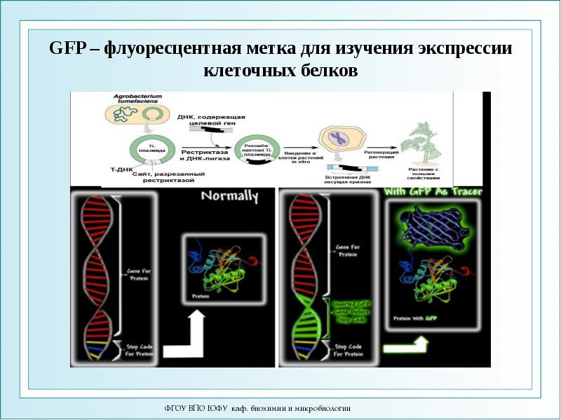 GFP – флуоресцентная метка для изучения экспрессии клеточных белков