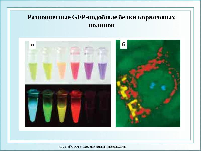 Разноцветные GFP-подобные белки коралловых полипов