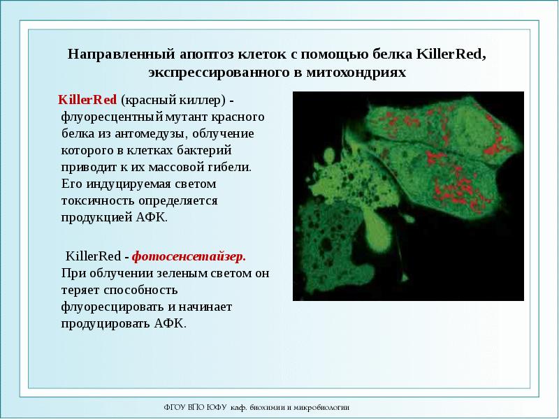 Направленный апоптоз клеток с помощью белка KillerRed, экспрессированного в митохондриях 