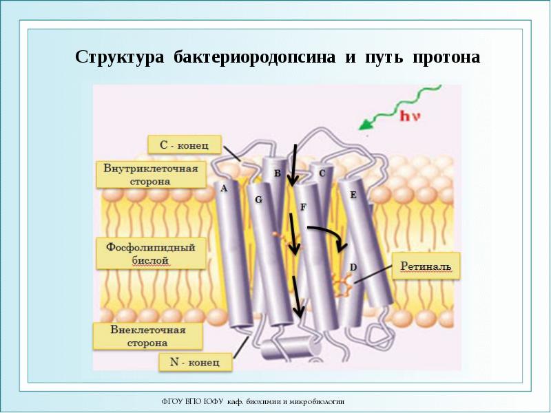 Структура бактериородопсина и путь протона