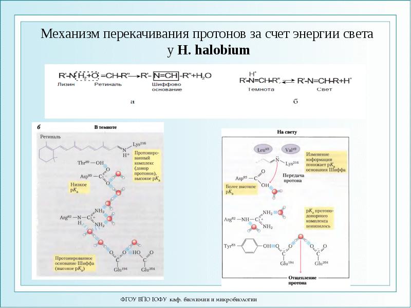 Механизм перекачивания протонов за счет энергии света  у H. halobium