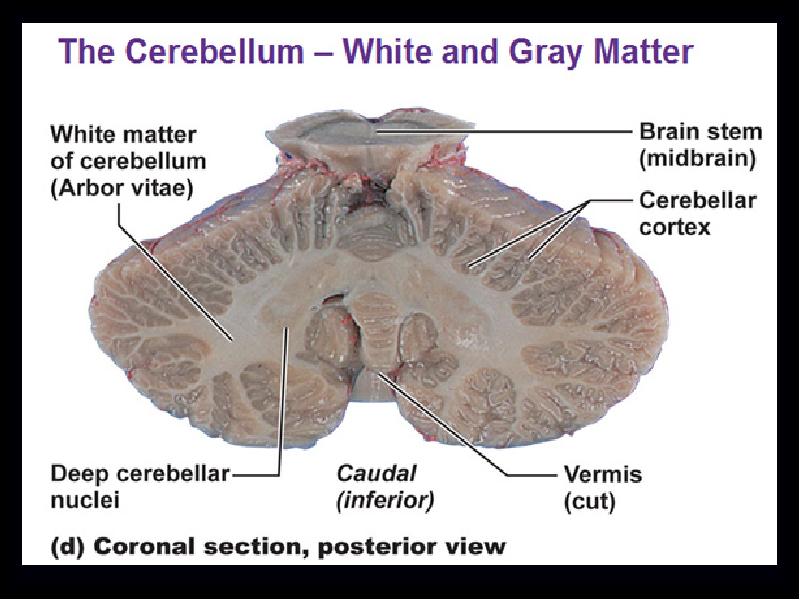 White matter. Cerebellum White matter and Gray matter. Cerebellum Nuclei. Cerebellar Cortex. Cerebellum structure.