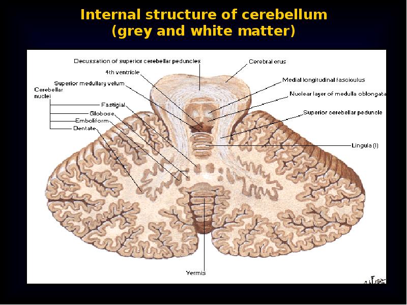 BRAINSTEM CEREBELLUM RETICULAR FORMATION V I Vernadsky Federal 