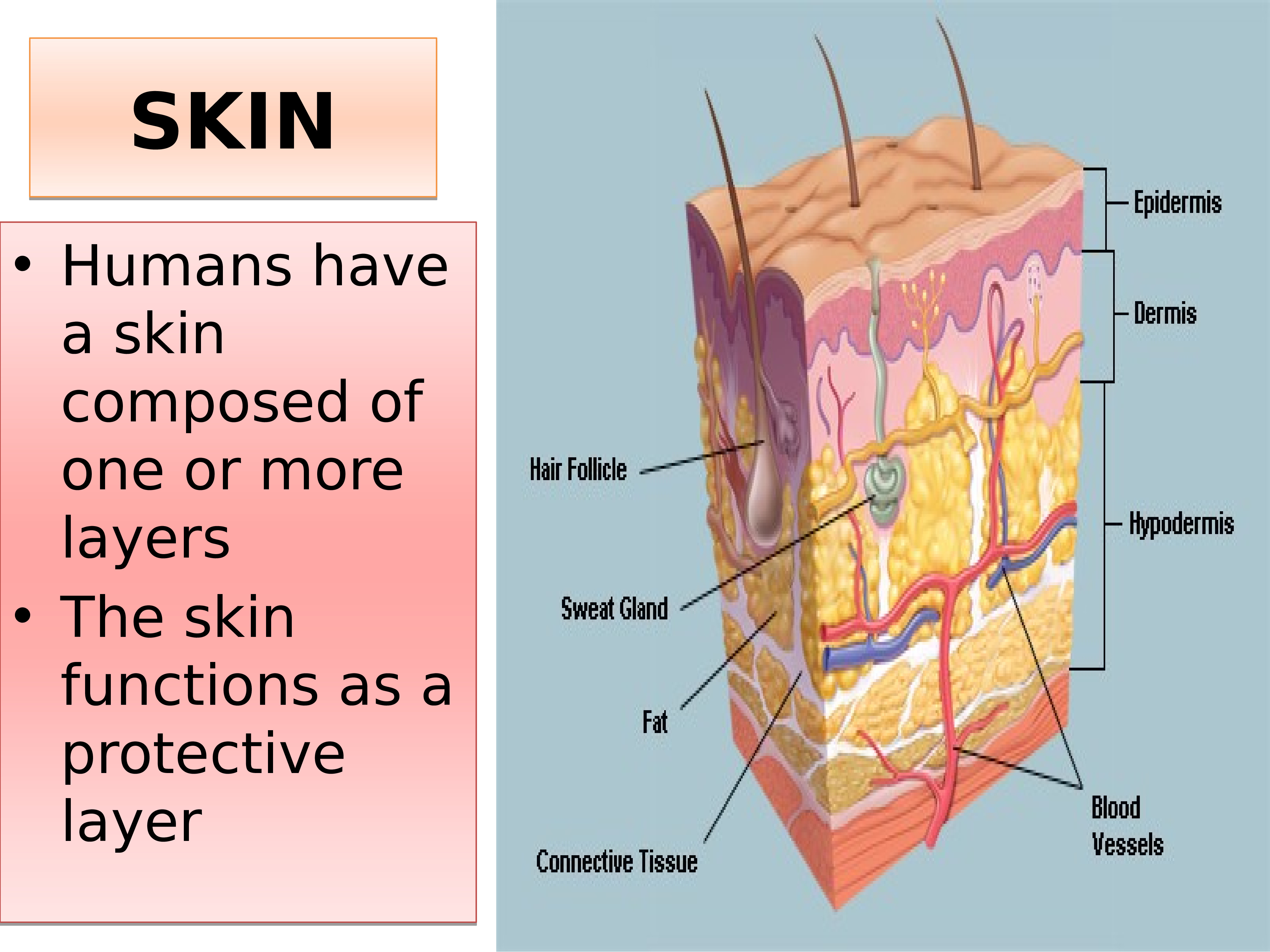 Skin кожа. Skin презентация. Skin System. Skin functions. Human Skin layers.