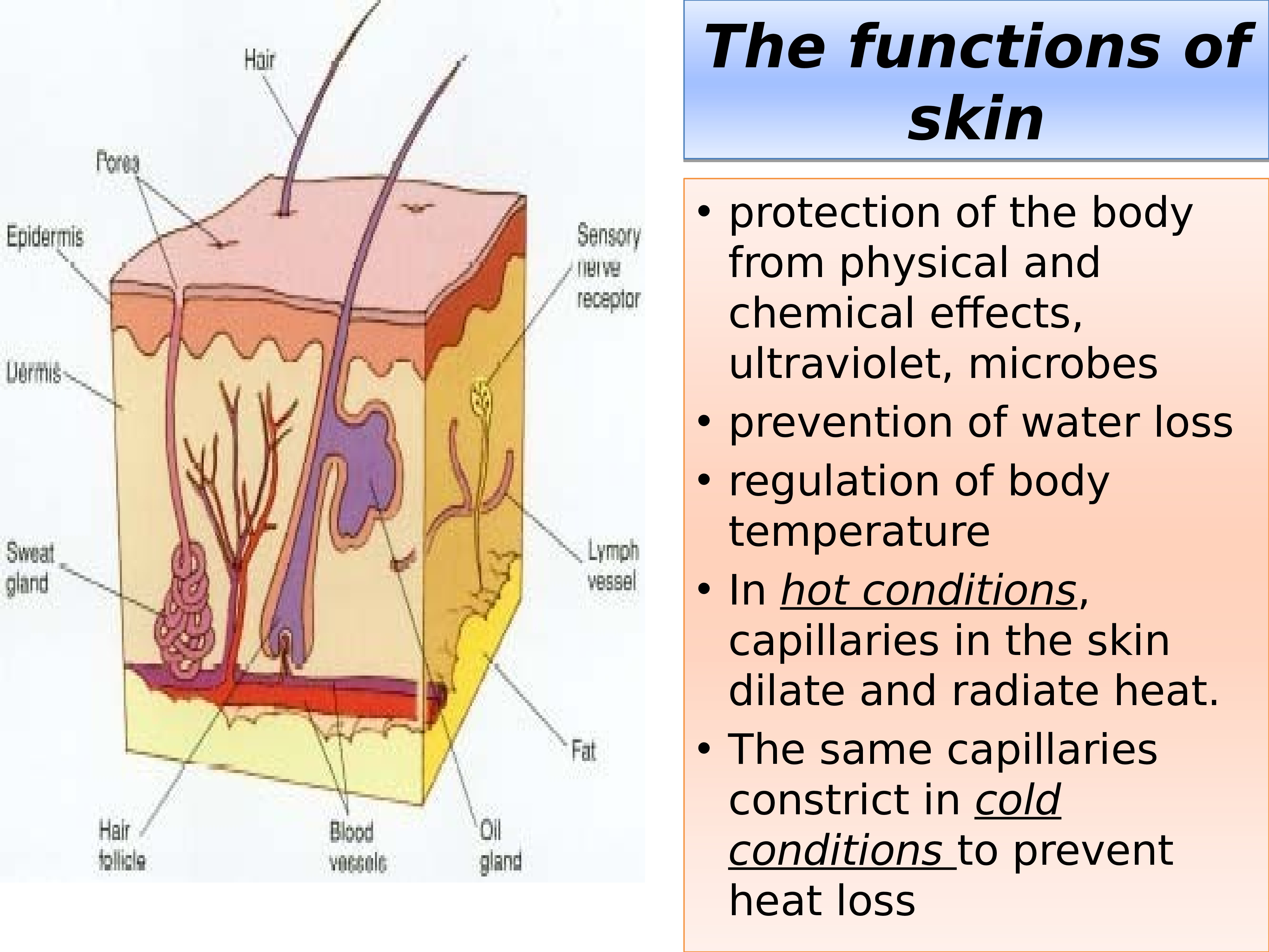 Кожа на английском. Skin functions. Skin презентация. Protective function of the Skin.