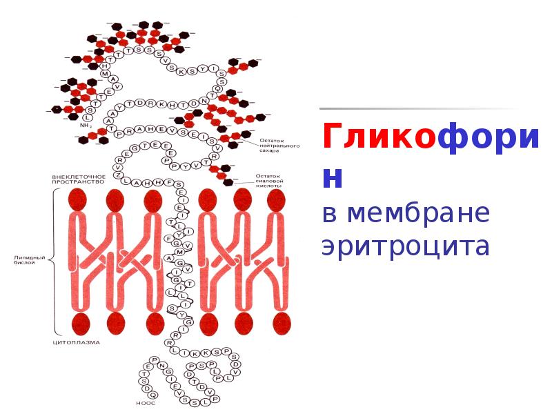 Определить напряженность поля в мембране эритроцита толщиной. Белки мембраны. Заякоренные белки мембран. Мембрана эритроцитов. Белок полосы 3 эритроцитов.