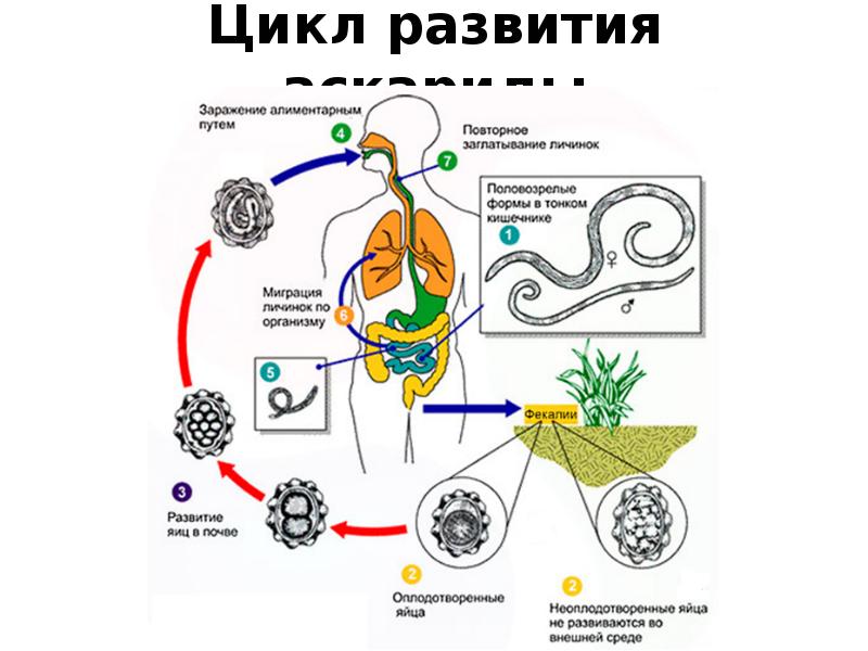 Цикл развития круглых червей схема