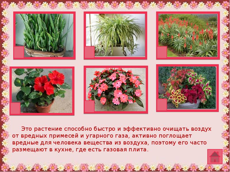 Какую землю любят цветы. Любимое растение. моё любимое растение. что любят растения. назовите любимые растения.