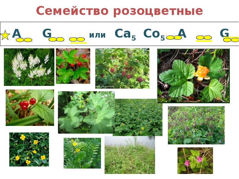 Презентация семейство лютиковые