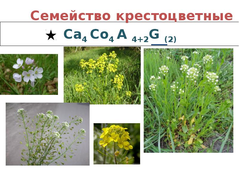 Лекарственные растения семейства крестоцветные презентация