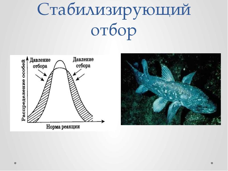 Движущая сила естественного отбора