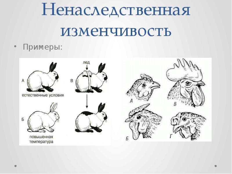 Изменчивость картинки для презентации