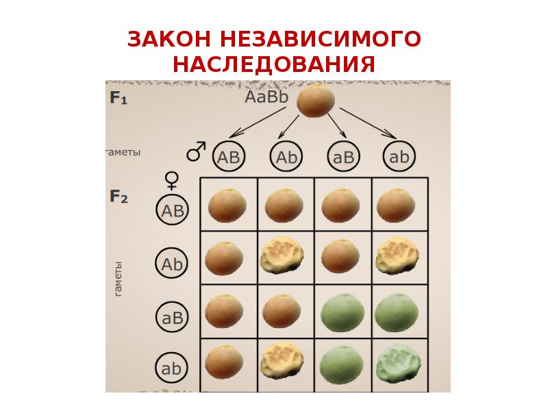 Генетические законы. Законы по генетике. Основные законы генетики. Основные законы генетики кратко. Все законы по генетике.